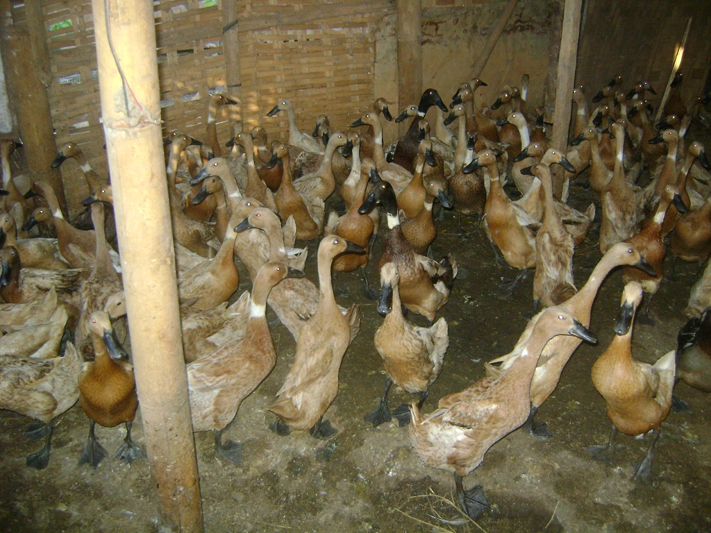 ternak sapi limosin di indonesia